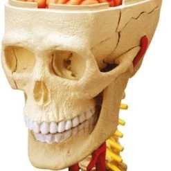 MGM - Explora - Skull Anatomy And Brain - Anatomy Experience