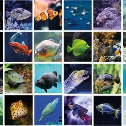 Huurdies Cadeautip! Vissen Memory - Vissen- Memory Spel - 70 Stuks - Schoencadeautjes Sinterklaas