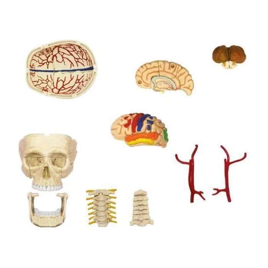 MGM - Explora - Skull Anatomy And Brain - Anatomy Experience - Afbeelding 2